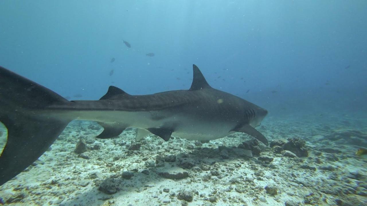 Equatorial Divers Lodge Addu City Dış mekan fotoğraf
